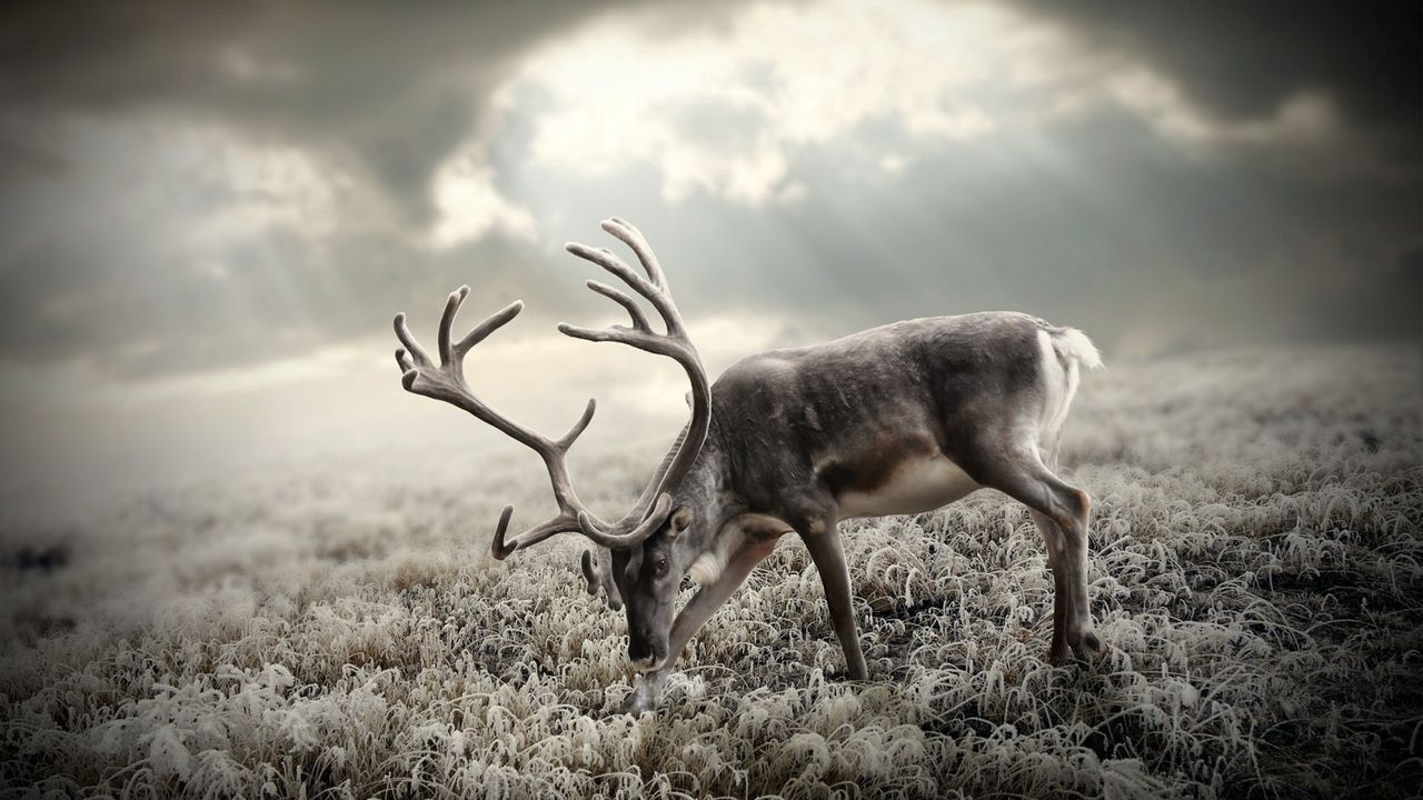 Wallpaper deer, nature, walking, black and white