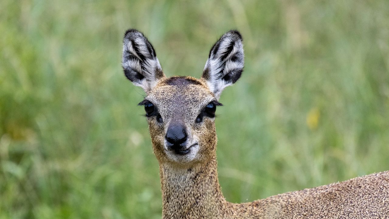 Wallpaper deer, roe deer, animal, forest, glance, nature
