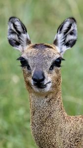Preview wallpaper deer, roe deer, animal, forest, glance, nature