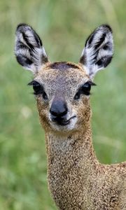 Preview wallpaper deer, roe deer, animal, forest, glance, nature