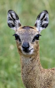 Preview wallpaper deer, roe deer, animal, forest, glance, nature