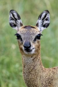 Preview wallpaper deer, roe deer, animal, forest, glance, nature