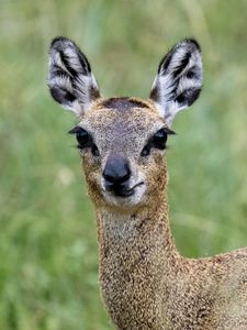 Preview wallpaper deer, roe deer, animal, forest, glance, nature