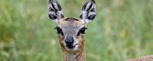 Preview wallpaper deer, roe deer, animal, forest, glance, nature