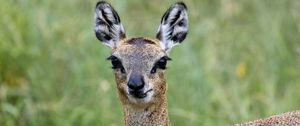 Preview wallpaper deer, roe deer, animal, forest, glance, nature