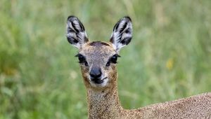 Preview wallpaper deer, roe deer, animal, forest, glance, nature
