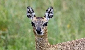 Preview wallpaper deer, roe deer, animal, forest, glance, nature