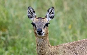 Preview wallpaper deer, roe deer, animal, forest, glance, nature