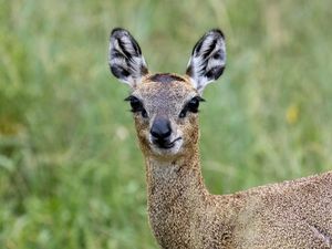 Preview wallpaper deer, roe deer, animal, forest, glance, nature