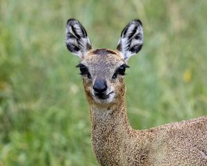 Preview wallpaper deer, roe deer, animal, forest, glance, nature