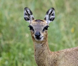 Preview wallpaper deer, roe deer, animal, forest, glance, nature
