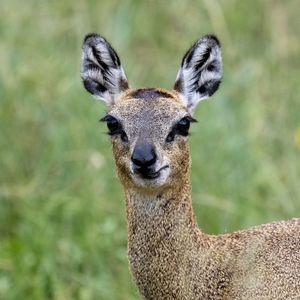 Preview wallpaper deer, roe deer, animal, forest, glance, nature
