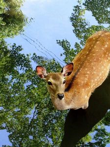 Preview wallpaper deer, shadow, reflection, trees, water