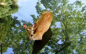 Preview wallpaper deer, shadow, reflection, trees, water