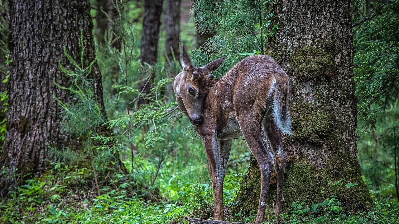 Wallpaper deer, sika, branches, trees, grass