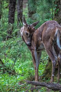 Preview wallpaper deer, sika, branches, trees, grass