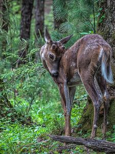 Preview wallpaper deer, sika, branches, trees, grass