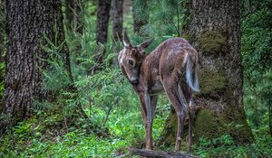 Preview wallpaper deer, sika, branches, trees, grass