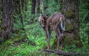 Preview wallpaper deer, sika, branches, trees, grass