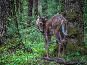 Preview wallpaper deer, sika, branches, trees, grass