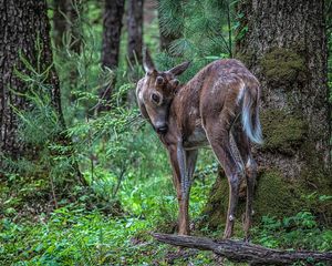 Preview wallpaper deer, sika, branches, trees, grass