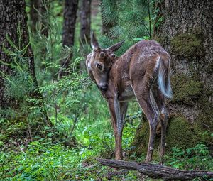 Preview wallpaper deer, sika, branches, trees, grass