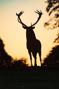 Preview wallpaper deer, silhouette, animal, dark