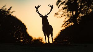 Preview wallpaper deer, silhouette, animal, dark