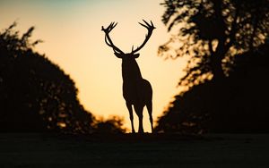 Preview wallpaper deer, silhouette, animal, dark