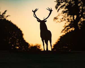 Preview wallpaper deer, silhouette, animal, dark