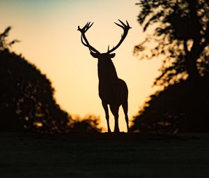 Preview wallpaper deer, silhouette, animal, dark