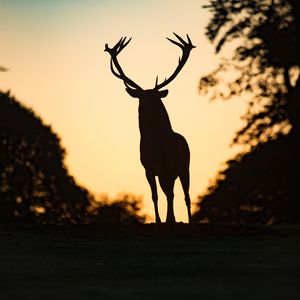 Preview wallpaper deer, silhouette, animal, dark