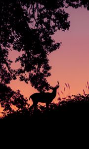 Preview wallpaper deer, silhouette, dark