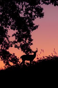 Preview wallpaper deer, silhouette, dark