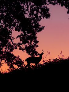Preview wallpaper deer, silhouette, dark