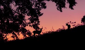 Preview wallpaper deer, silhouette, dark