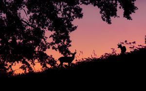 Preview wallpaper deer, silhouette, dark