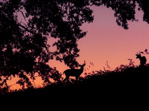 Preview wallpaper deer, silhouette, dark