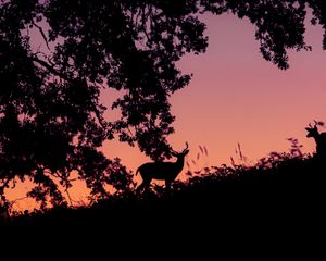 Preview wallpaper deer, silhouette, dark