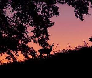 Preview wallpaper deer, silhouette, dark