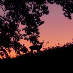 Preview wallpaper deer, silhouette, dark