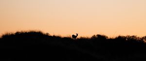 Preview wallpaper deer, silhouette, horizon, sunset