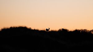 Preview wallpaper deer, silhouette, horizon, sunset