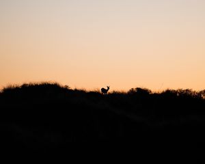 Preview wallpaper deer, silhouette, horizon, sunset