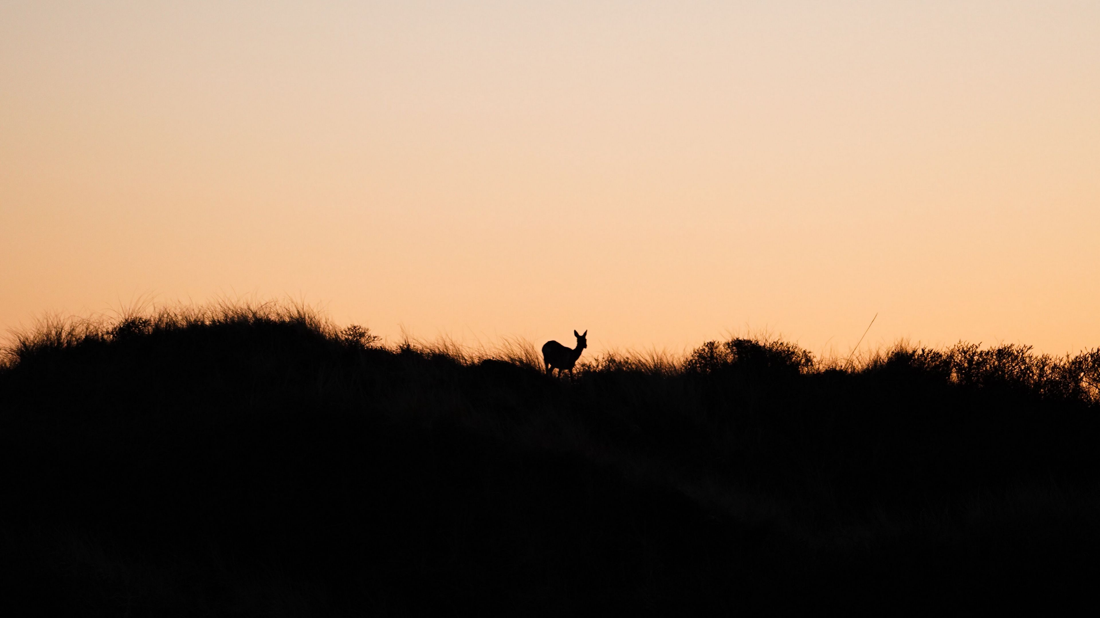 Download wallpaper 3840x2160 deer, silhouette, horizon, sunset 4k uhd