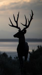 Preview wallpaper deer, silhouette, horns, night