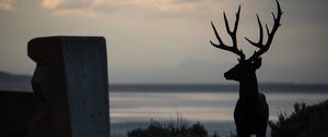 Preview wallpaper deer, silhouette, horns, night