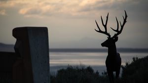 Preview wallpaper deer, silhouette, horns, night