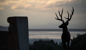 Preview wallpaper deer, silhouette, horns, night