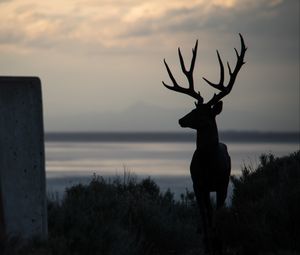 Preview wallpaper deer, silhouette, horns, night